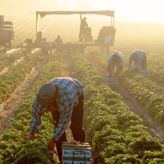 Zen HR Consultant - Recrutare și import forță de muncă, muncitori specializați și nespecializați în agricultură